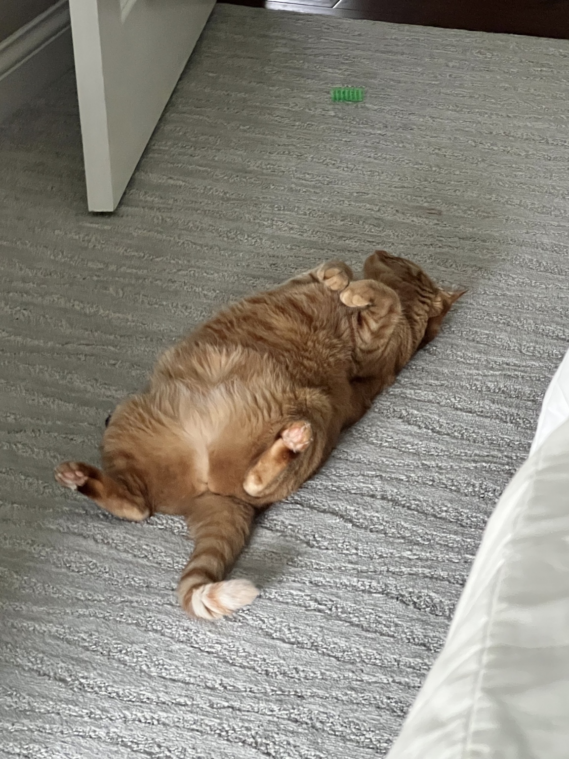 Butters belly up