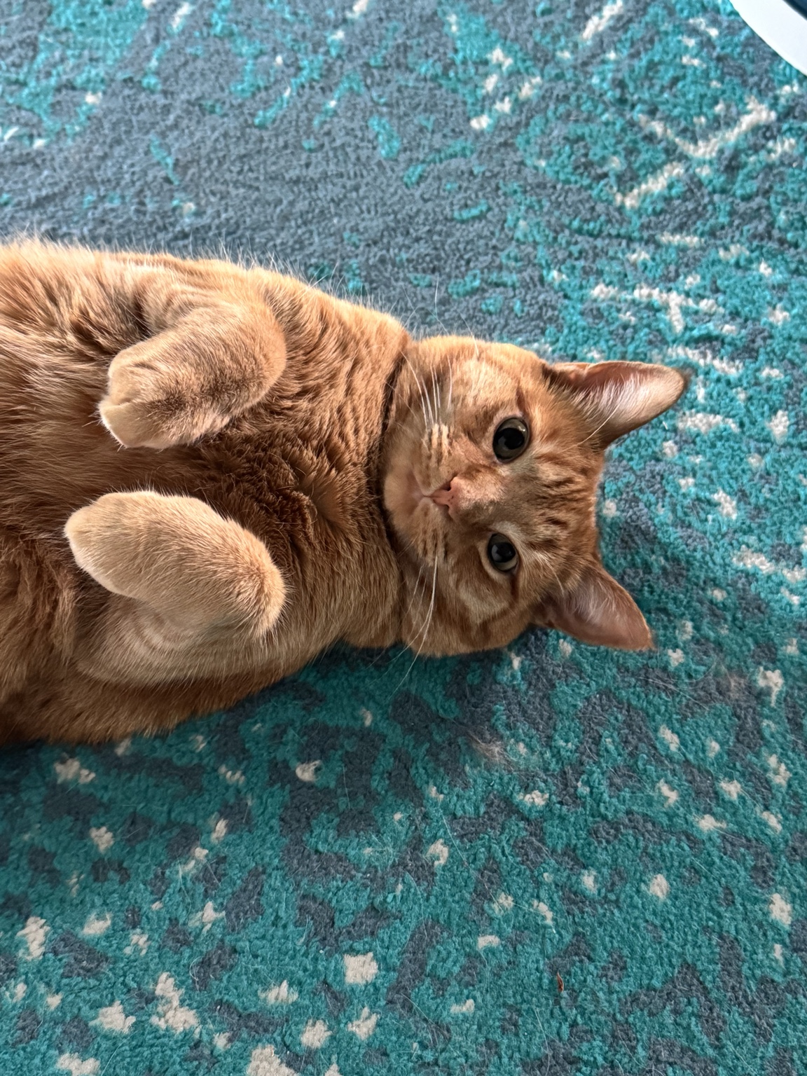 Butters, the real orange tabby behind the BUTTERS brand